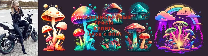 Галлюциногенные грибы Psilocybine cubensis  Галич 